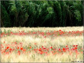 1 champ de ble coquelicots